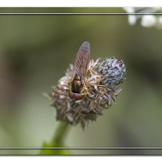 Platycheirus clypeatus: Tier im Habitat Grasland und Büsche in der NatureSpots App