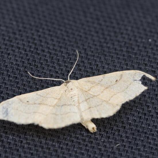 Riband Wave: Animal in nature in the NatureSpots App