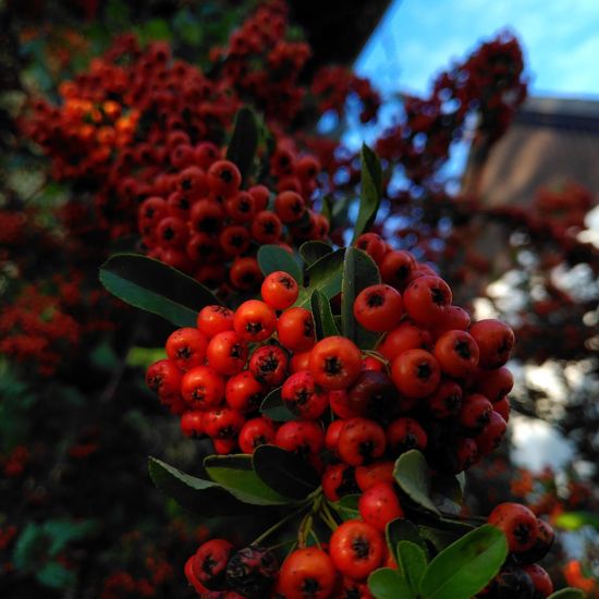 Pyracantha coccinea: Plant in habitat Garden in the NatureSpots App