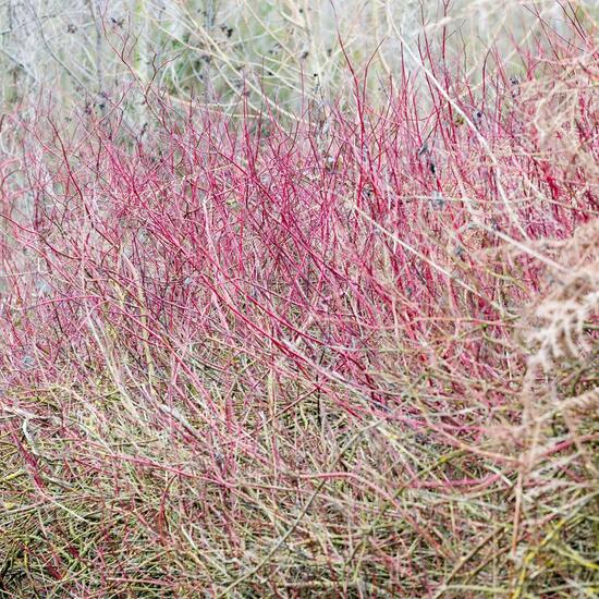 Cornus sericea: Plant in habitat Commerce or Industrial in the NatureSpots App