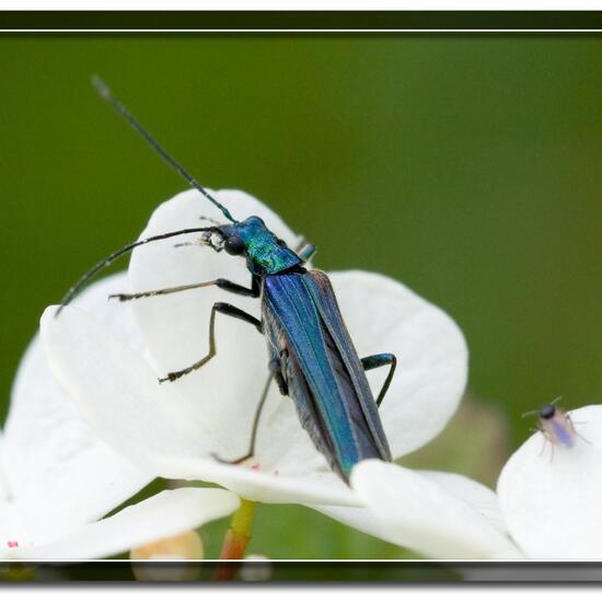 Oedemera nobilis: Animal in nature in the NatureSpots App