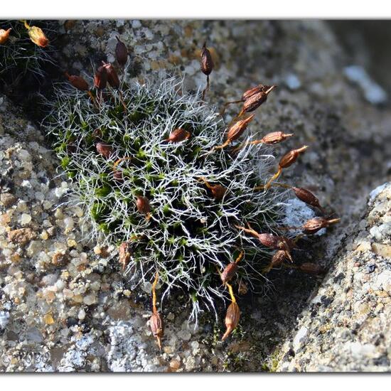 Grimmia pulvinata: Pflanze in der Natur in der NatureSpots App