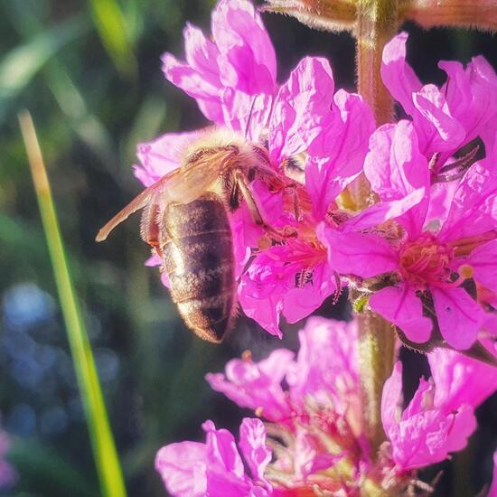 Westliche Honigbiene: Tier in der Natur in der NatureSpots App