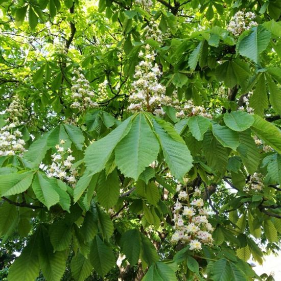 Gewöhnliche Rosskastanie: Pflanze im Habitat Stadt und Garten in der NatureSpots App