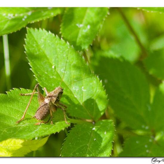 Dark bush-cricket: Animal in habitat Semi-natural grassland in the NatureSpots App