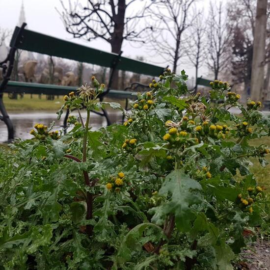 Gänsedisteln: Pflanze im Habitat Park in der NatureSpots App