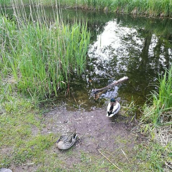 Mallard: Animal in habitat Park in the NatureSpots App