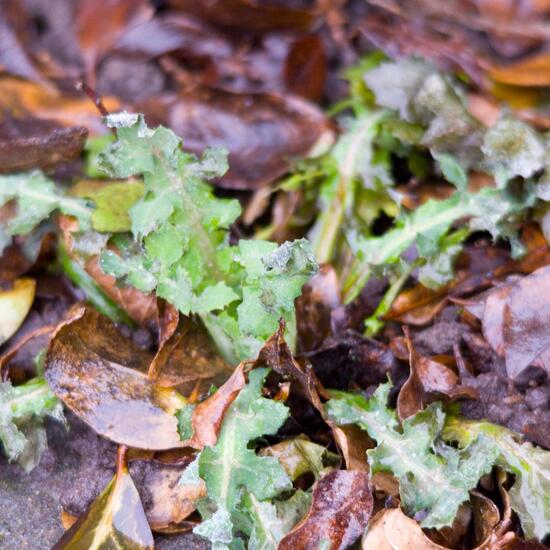 Raue Gänsedistel: Pflanze in der Natur in der NatureSpots App