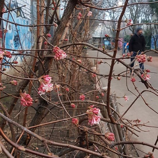 Viburnum ×bodnantense: Plant in habitat Park in the NatureSpots App