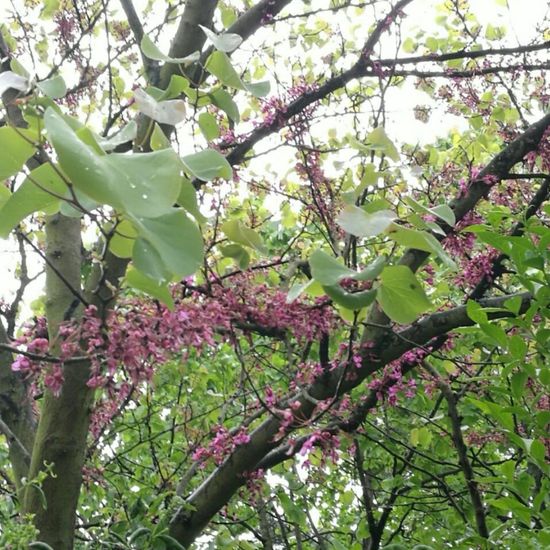 Gewöhnlicher Judasbaum: Pflanze im Habitat Garten in der NatureSpots App