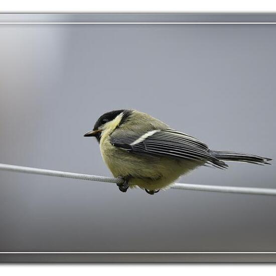 Great Tit: Animal in habitat Garden in the NatureSpots App