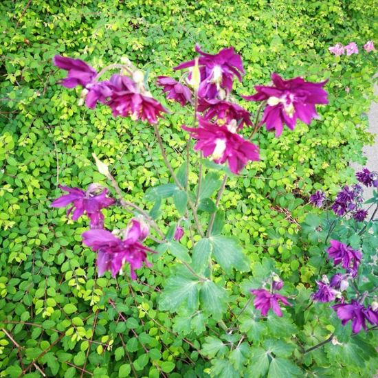 Aquilegia vulgaris: Plant in nature in the NatureSpots App