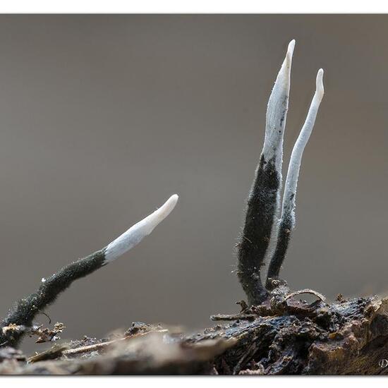 Xylaria hypoxylon: Mushroom in habitat Forest in the NatureSpots App