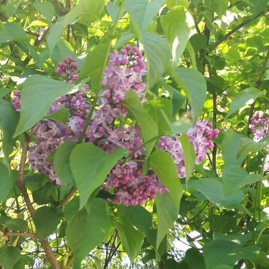 Syringa: Plant in nature in the NatureSpots App