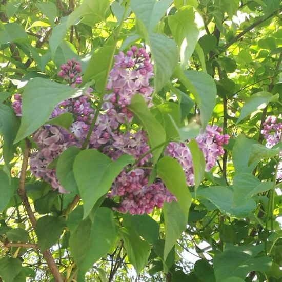 Syringa: Plant in nature in the NatureSpots App