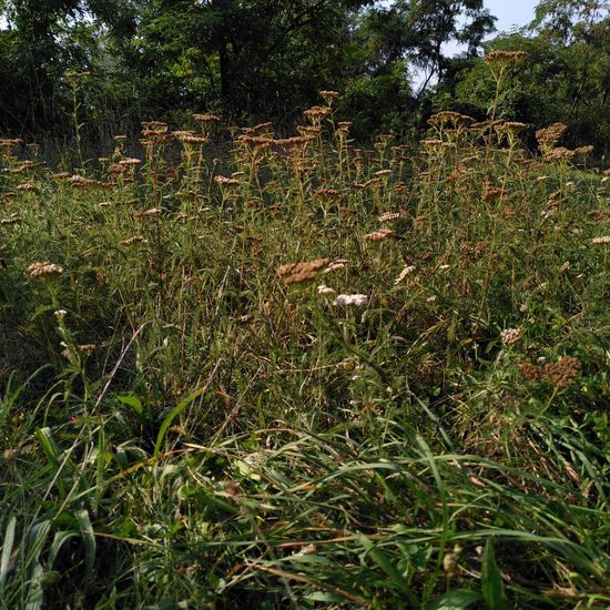 Landscape: Grassland and Shrub in habitat Natural Meadow in the NatureSpots App