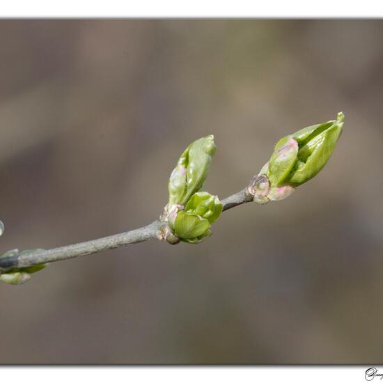 European spindle: Plant in habitat Grassland in the NatureSpots App