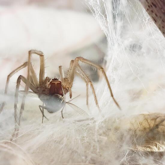 Große Winkelspinne: Tier in der Natur in der NatureSpots App