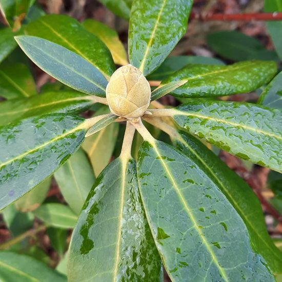 Rhododendron: Plant in habitat Park in the NatureSpots App