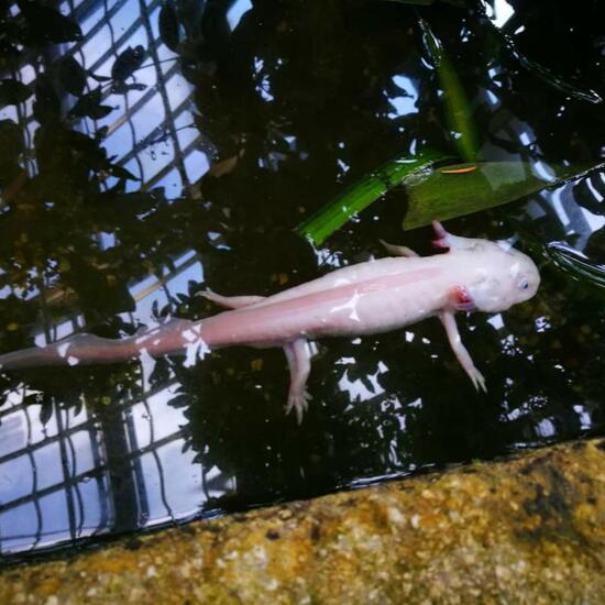 Axolotl: Tier im Habitat Zoo/Gehege in der NatureSpots App