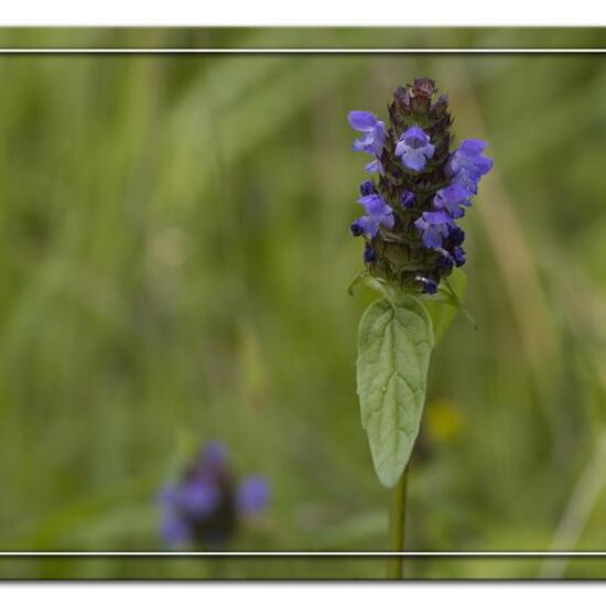 andere Art: Pflanze im Habitat Strasse/Verkehr in der NatureSpots App