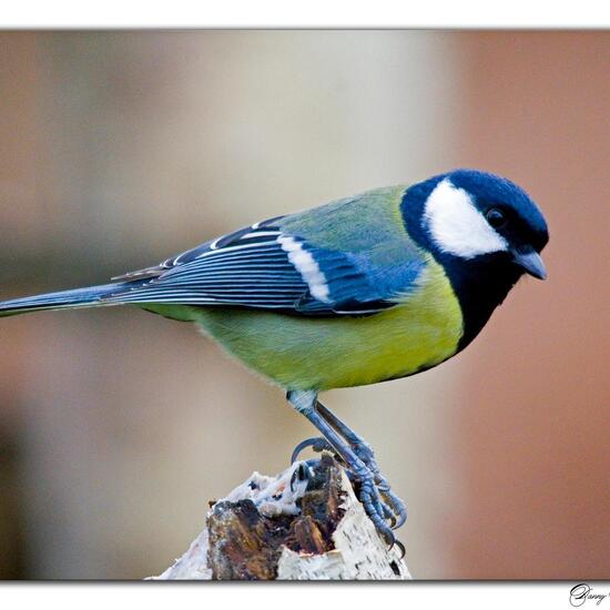 Kohlmeise: Tier im Habitat Borealer Nadelwald in der NatureSpots App