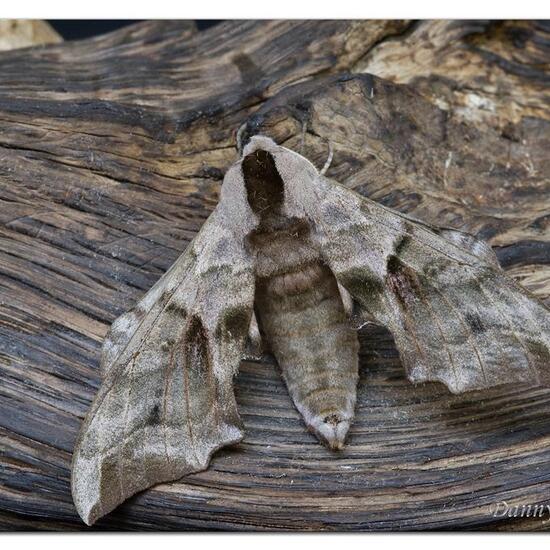 Smerinthus ocellatus: Tier im Habitat Garten in der NatureSpots App