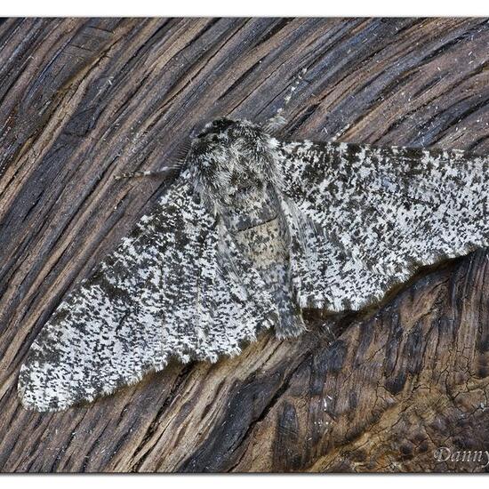 Peppered moth: Animal in habitat Garden in the NatureSpots App