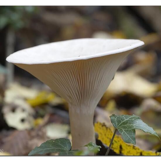 Clitocybe geotropa: Pilz in der Natur in der NatureSpots App