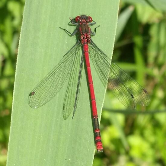 Frühe Adonislibelle: Tier in der Natur in der NatureSpots App