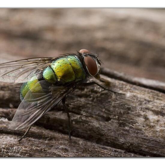 Lucilia prasina: Tier im Habitat Garten in der NatureSpots App