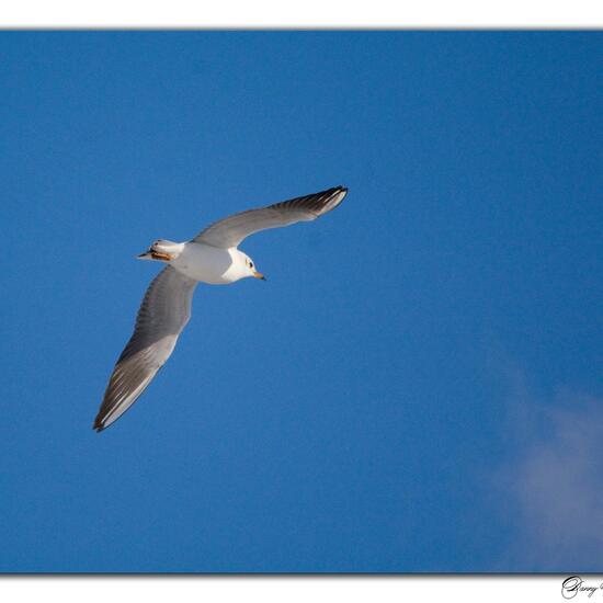 Black-headed Gull: Animal in nature in the NatureSpots App