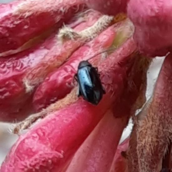 Blauer Erlenblattkäfer: Tier im Habitat Stadt und Garten in der NatureSpots App