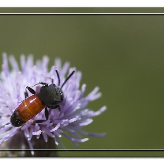 Sphecodes albilabris: Tier im Habitat Grasland und Büsche in der NatureSpots App