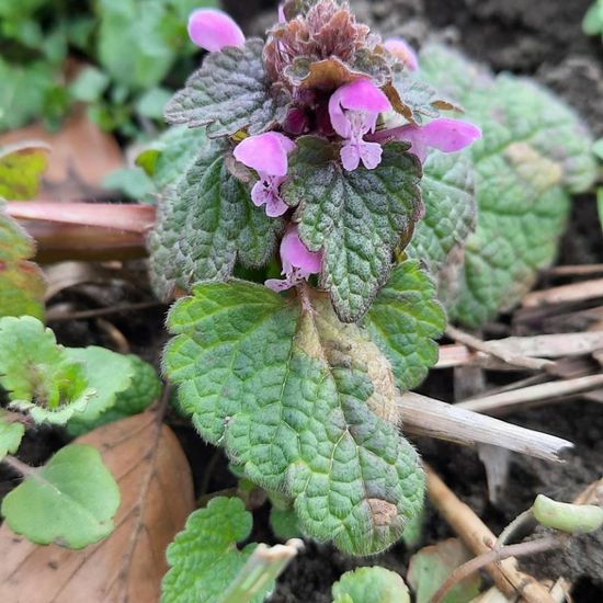 Purpurrote Taubnessel: Pflanze im Habitat Felder in der NatureSpots App