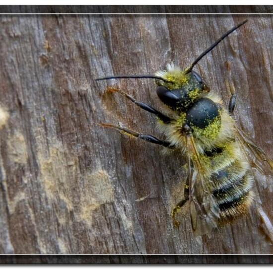 Osmia rufa: Animal in habitat Garden in the NatureSpots App