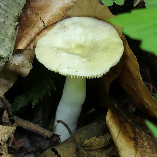 Russula: Mushroom in habitat Temperate forest in the NatureSpots App
