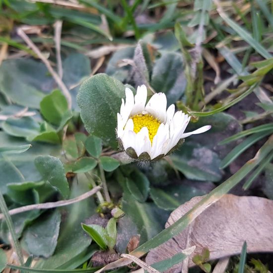 Bellis perennis: Plant in habitat Park in the NatureSpots App