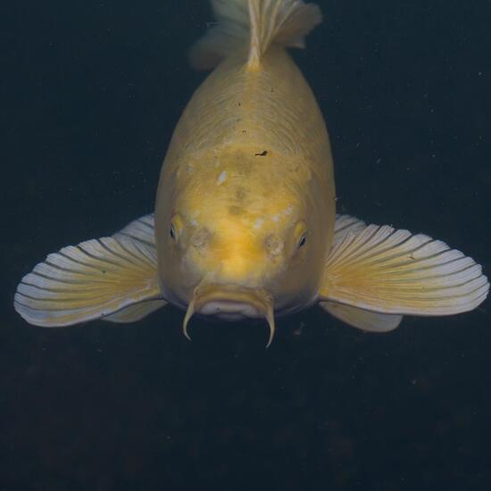 Landschaft: Süßwasser im Habitat Anderes Süsswasserhabitat in der NatureSpots App