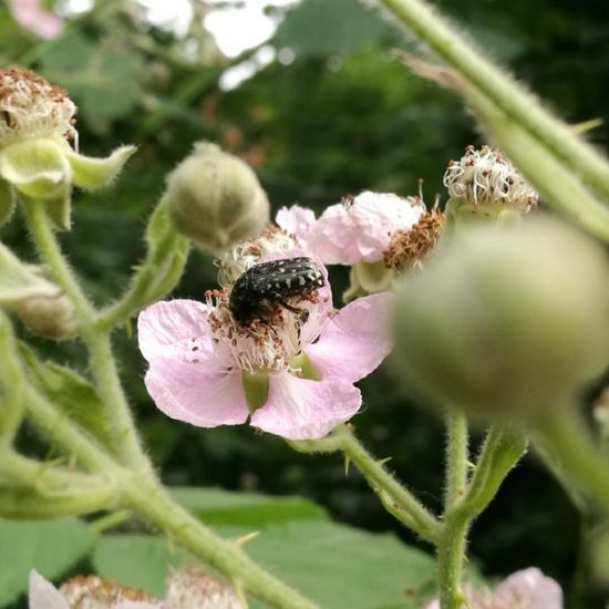 Brombeeren: Pflanze im Habitat Park in der NatureSpots App