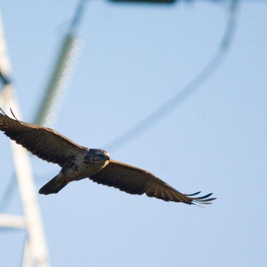 Mäusebussard: Tier in der Natur in der NatureSpots App