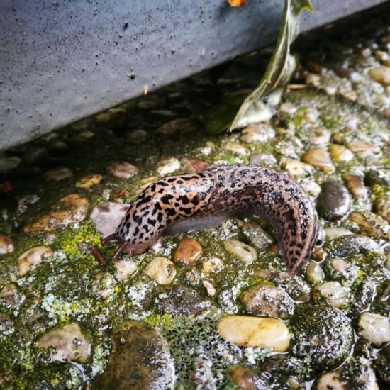 Limax maximus: Animal in habitat City and Urban in the NatureSpots App