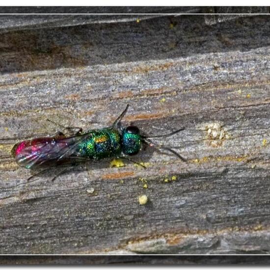 Pseudomalus auratus: Tier im Habitat Grasland und Büsche in der NatureSpots App