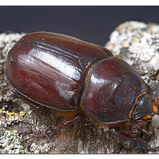 Nashornkäfer: Tier im Habitat Garten in der NatureSpots App