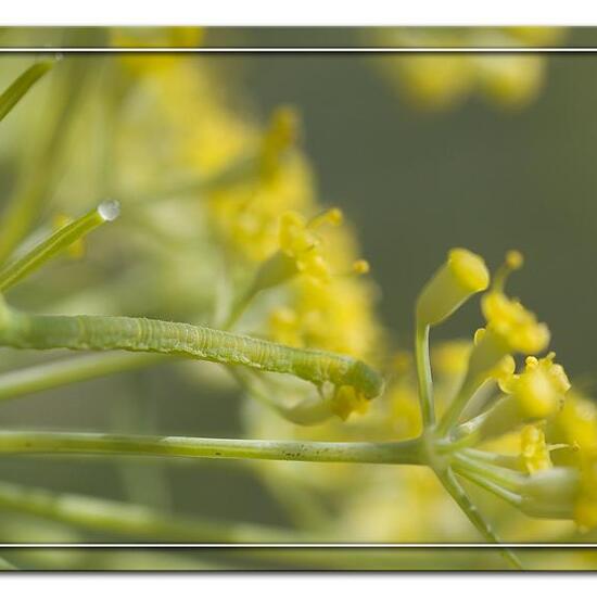 Lobophora halterata: Tier in der Natur in der NatureSpots App