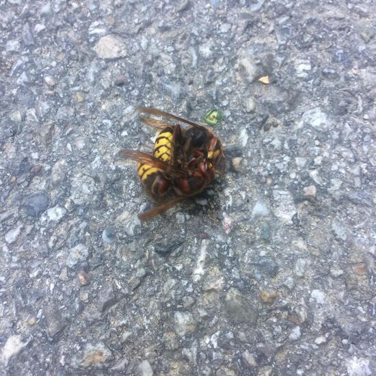 European hornet: Animal in habitat Sub-urbia in the NatureSpots App