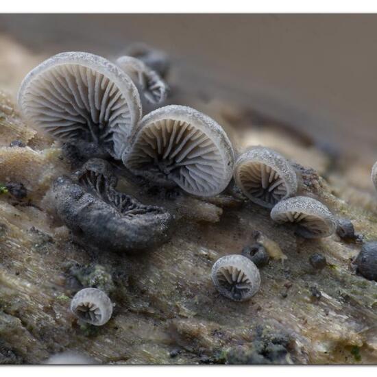 Resupinatus trichotis: Pilz in der Natur in der NatureSpots App