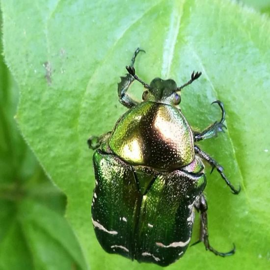 Goldglänzender Rosenkäfer: Tier in der Natur in der NatureSpots App