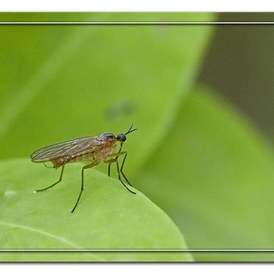 Empis trigramma: Tier im Habitat Halb-natürliches Grasland in der NatureSpots App