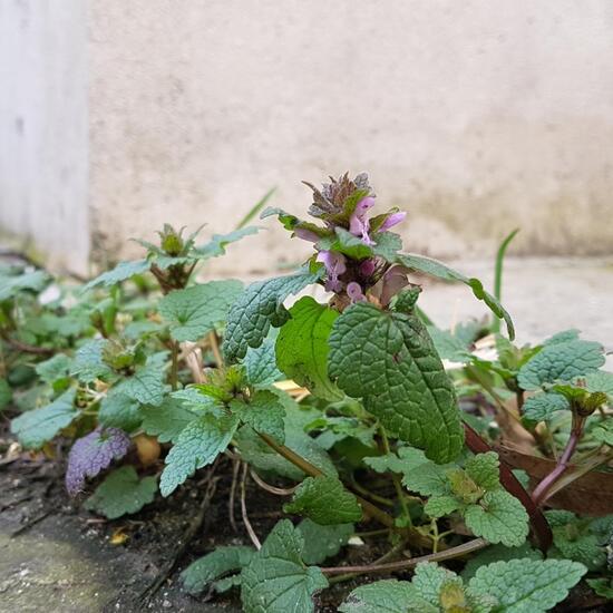 Taubnesseln: Pflanze im Habitat Hecke/Blumenbeet in der NatureSpots App